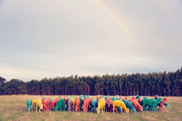 Gray Malin dream Multicolored sheeps 3